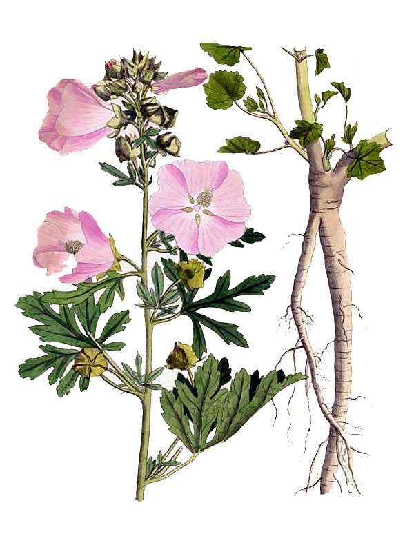 Malva alcea