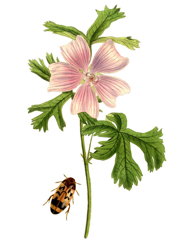 Malva moschata