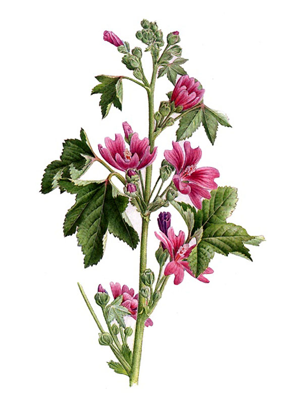 Malva sylvestris