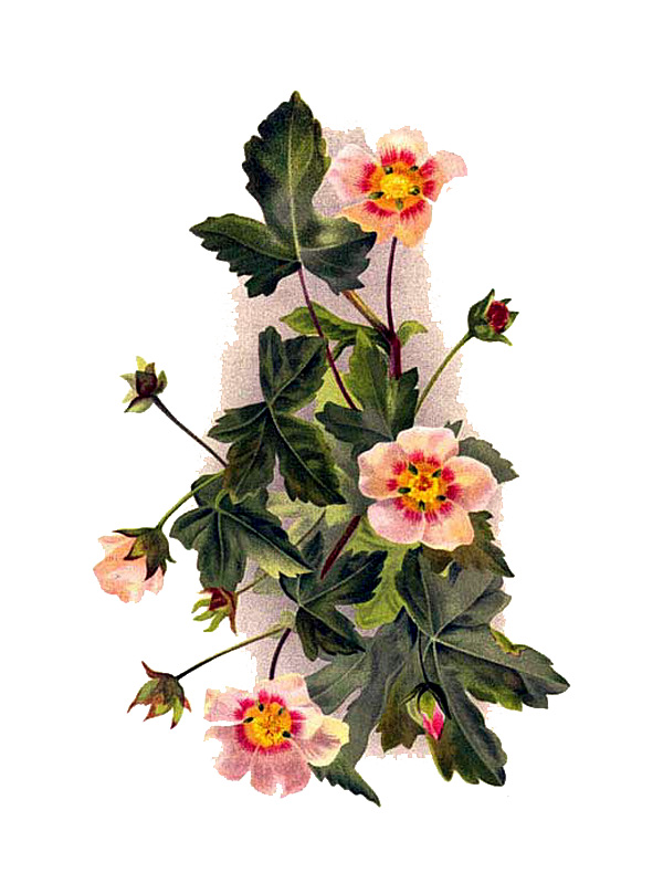 Modiolastrum lateritium