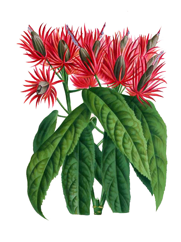 Pavonia multiflora