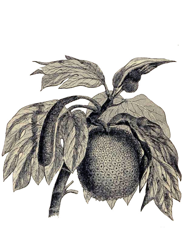 Artocarpus incisus
