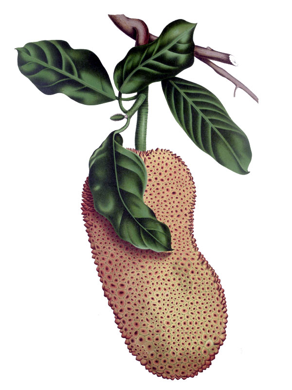 Artocarpus integer