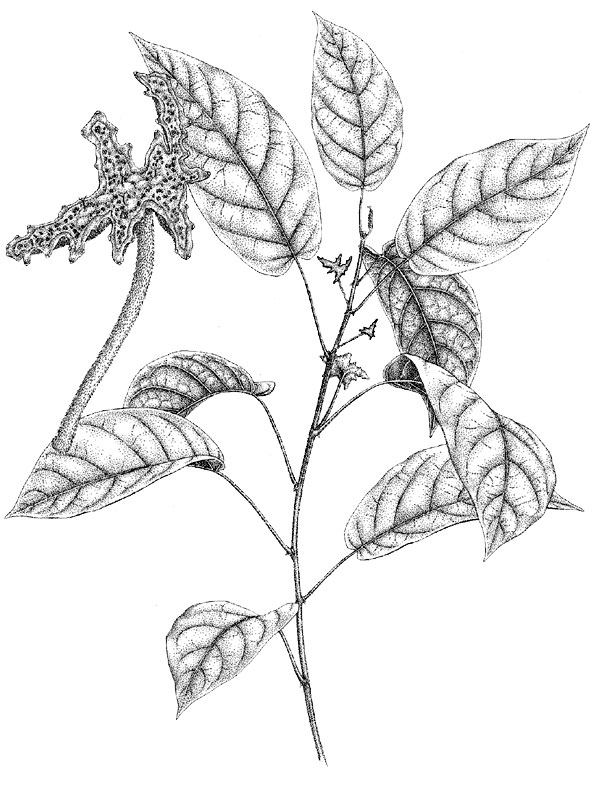 Dorstensia stellaris