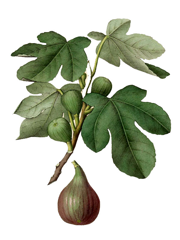 Ficus carica
