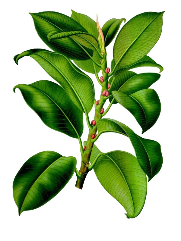 Ficus elastica