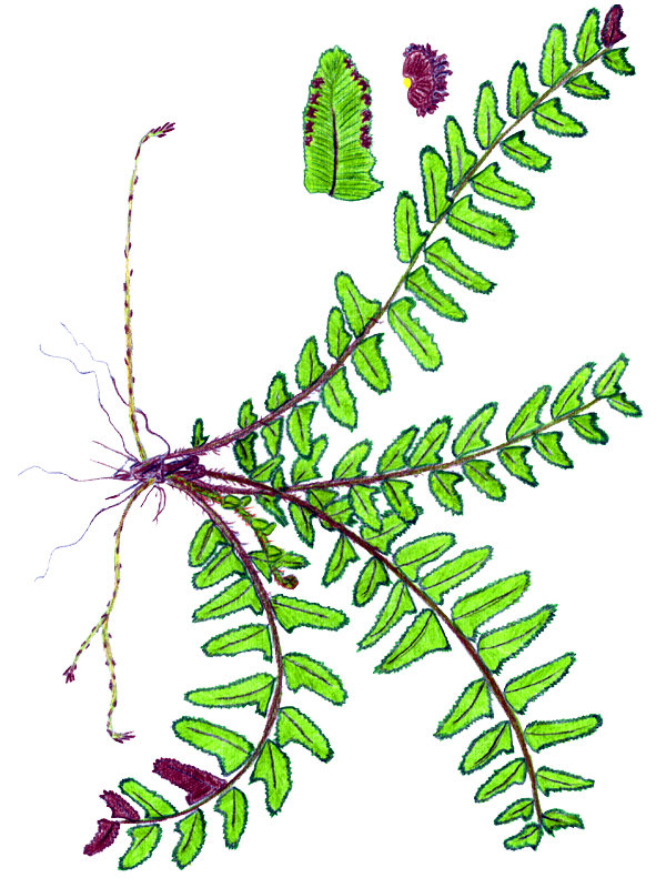 Nephrolepis biserrata