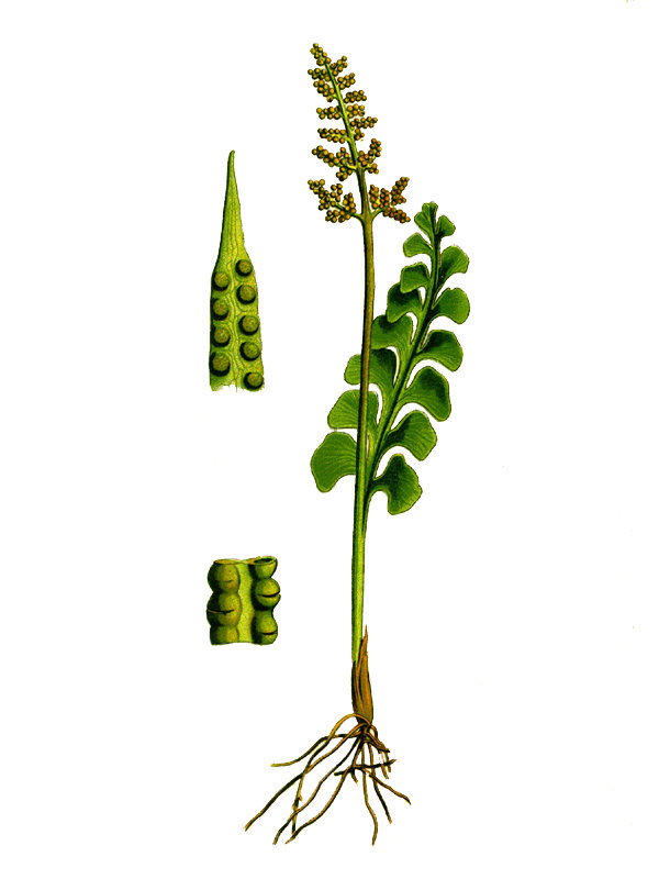 Botrychium lunaria