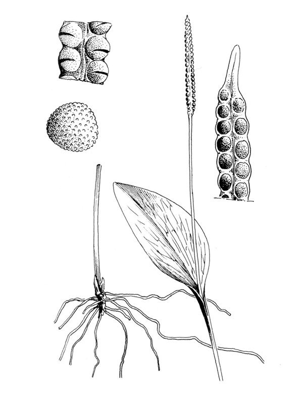 Ophioglossum azoricum