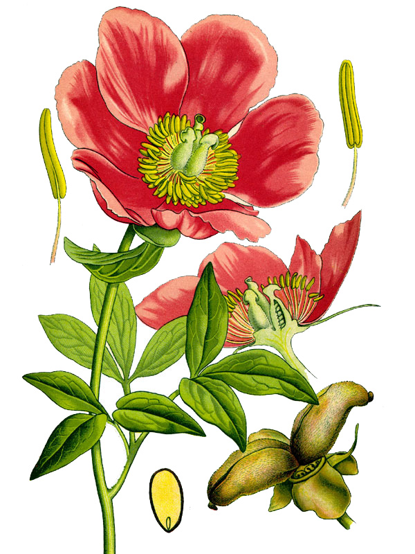 Paeonia mascula