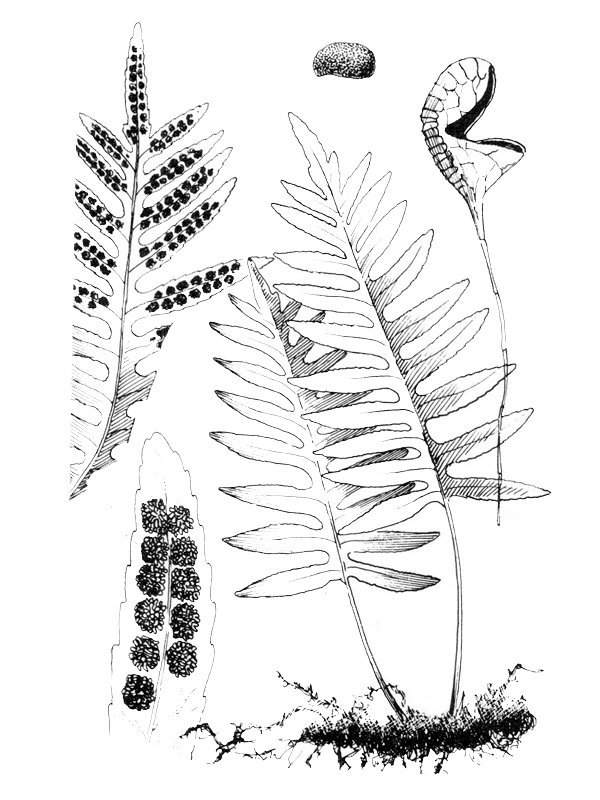Polypodium cambricum