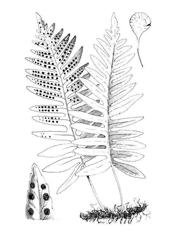 Polypodium macaronesicum