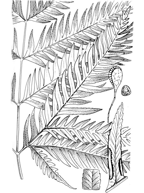 Pteris incompleta
