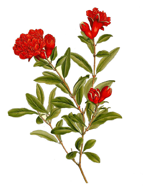 Punica granatum