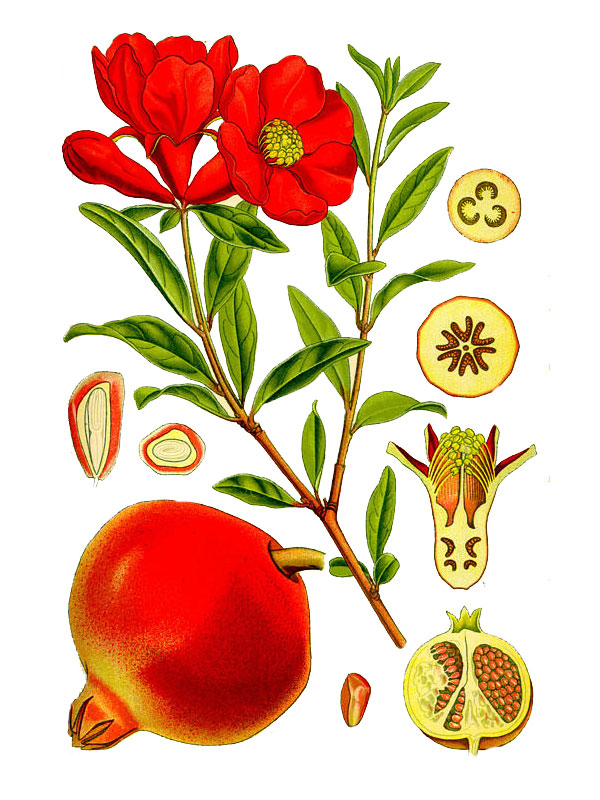 Punica granatum