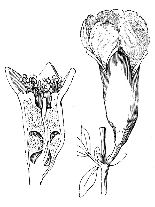 Punica granatum