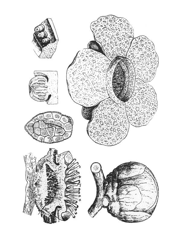 Rafflesia arnoldii