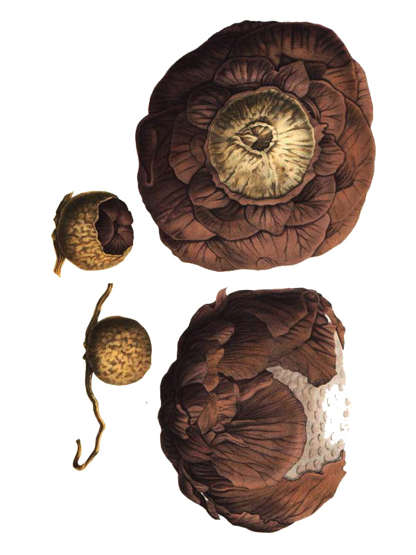 Rafflesia horsfieldii