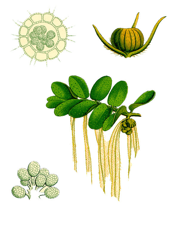 Salvinia natans