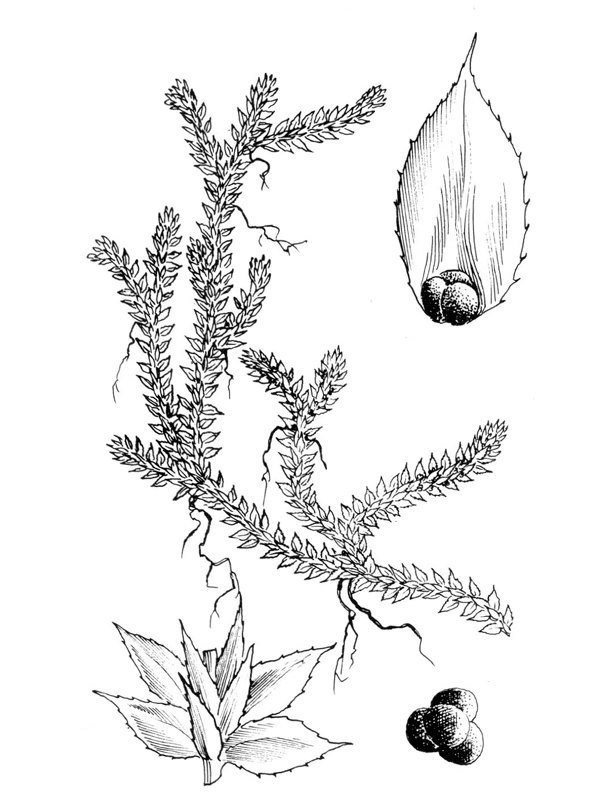 Selaginella denticulata