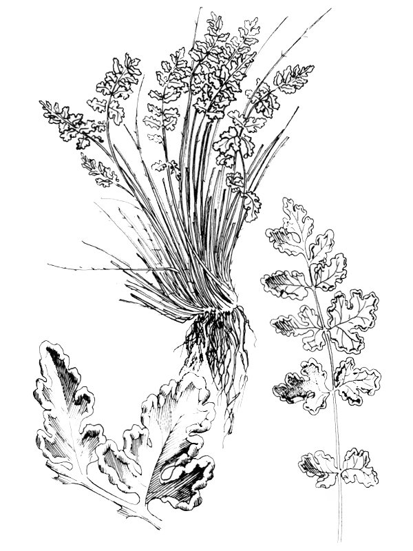 Cheilanthes maderensis