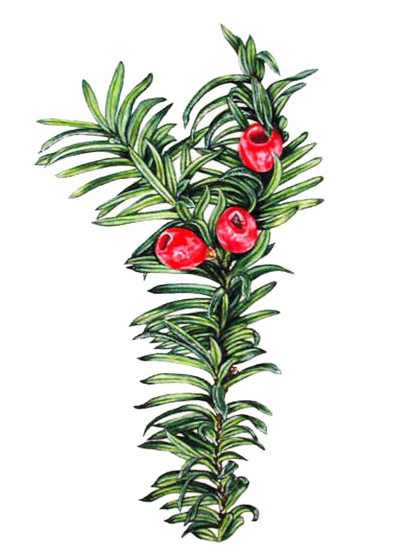 Taxus baccata