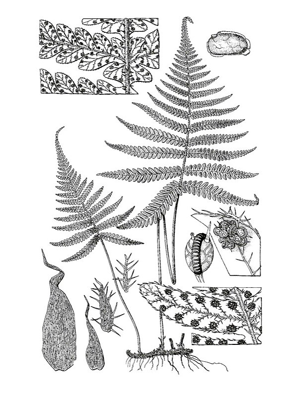 Phegopteris connectilis