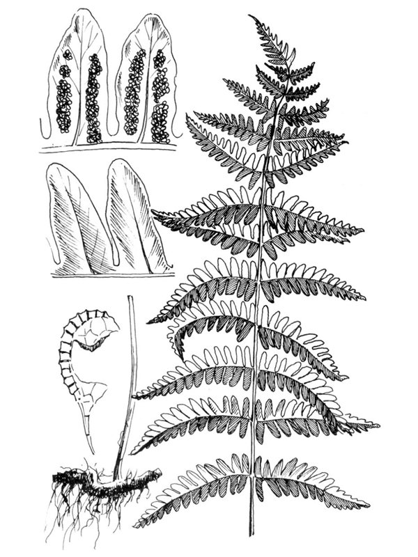 Thelypteris palustris