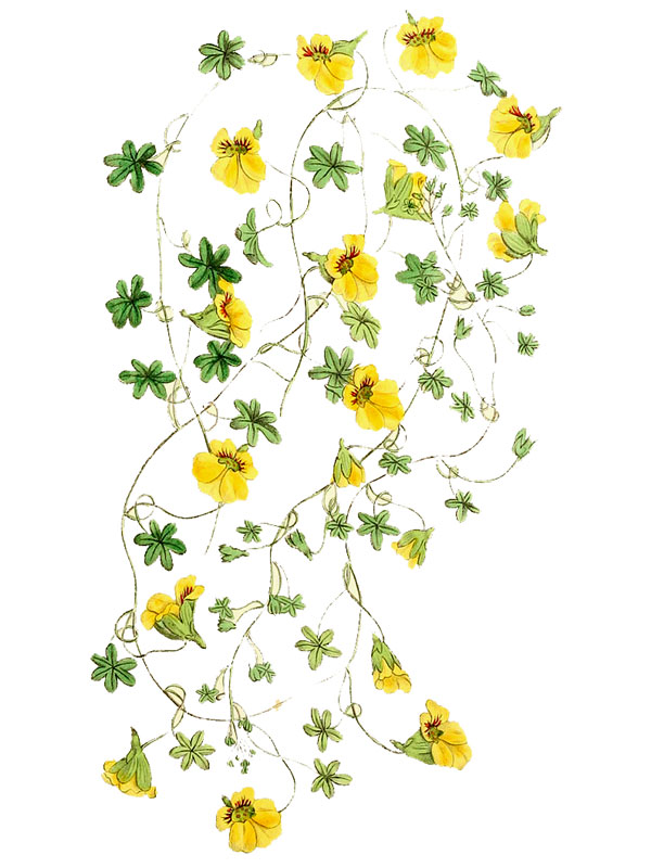 Tropaeolum brachyceras