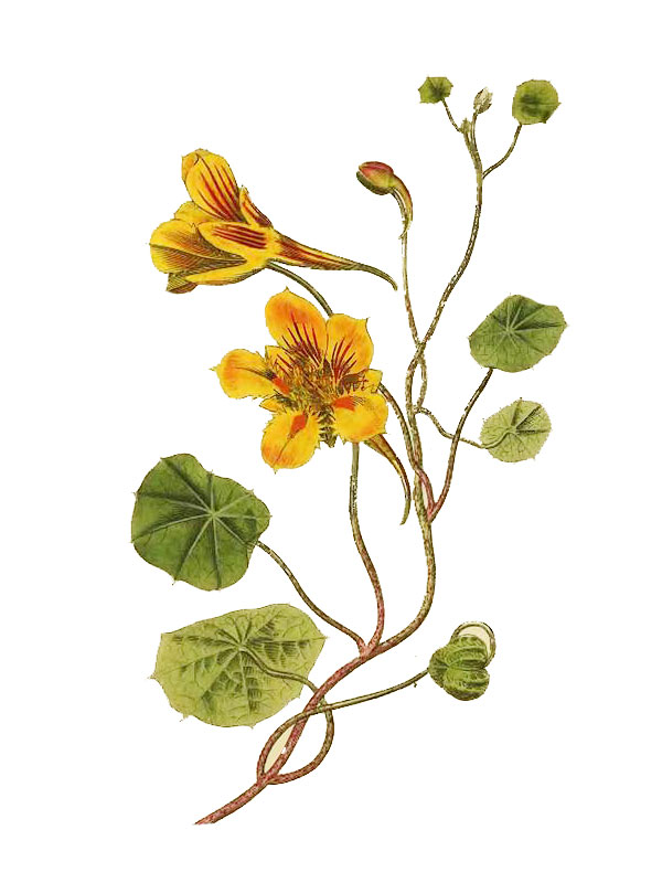 Tropaeolum minus