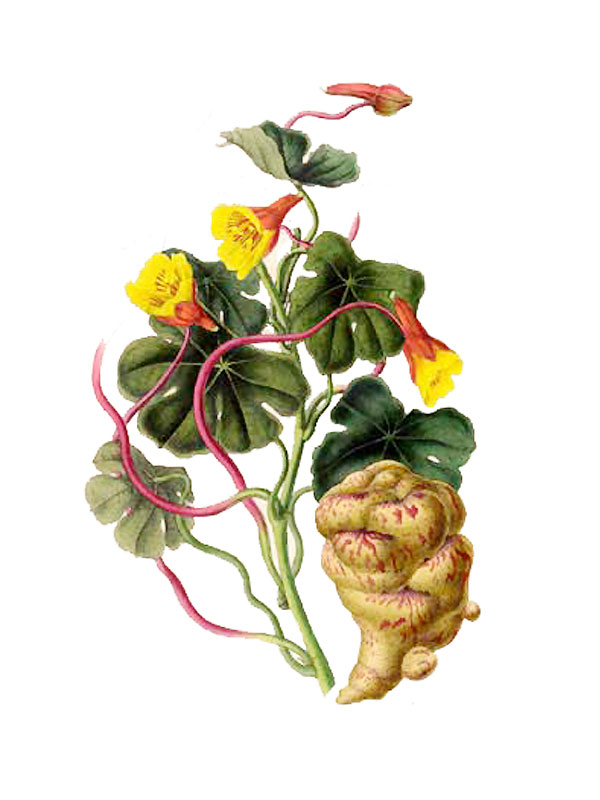Tropaeolum tuberosum