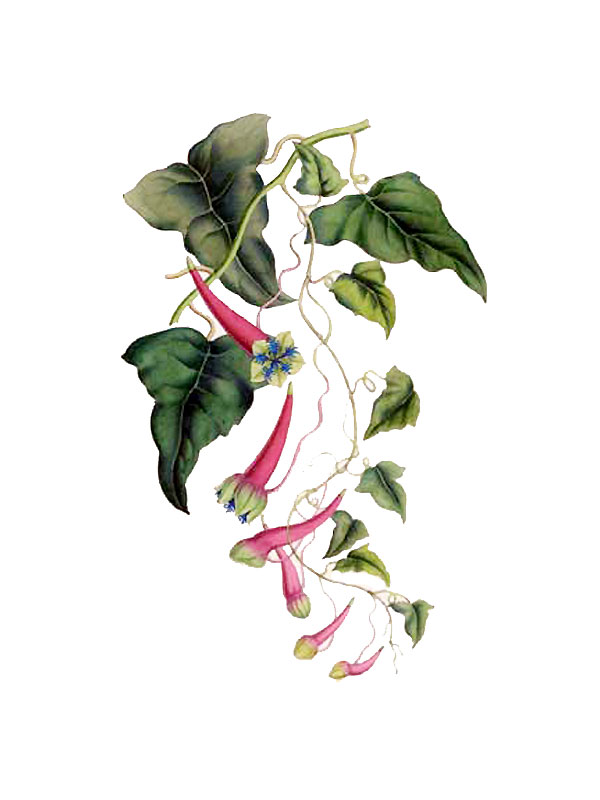 Tropaeolum wagnerianum