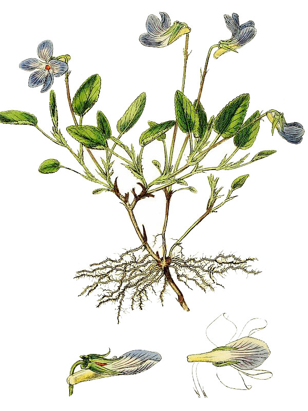Viola flavicornus