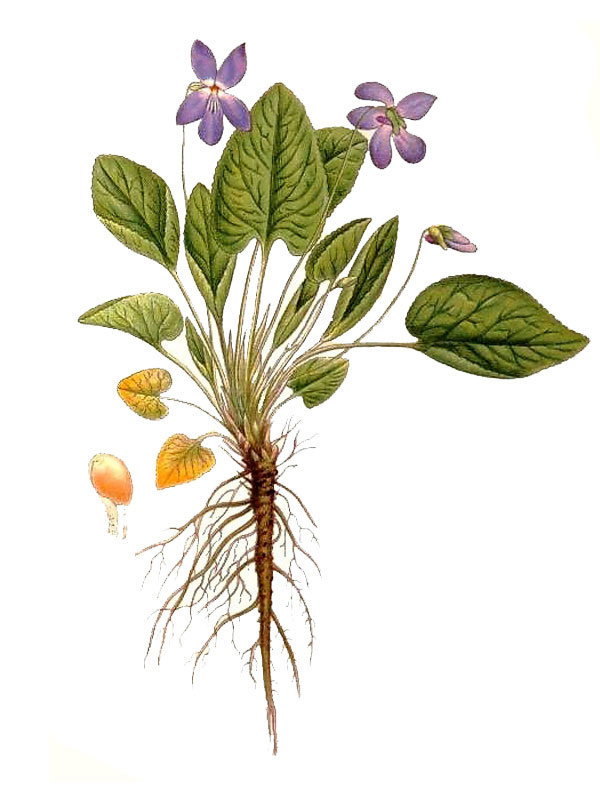 Viola hirta