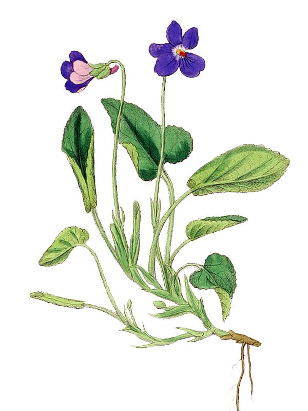 Viola hirta