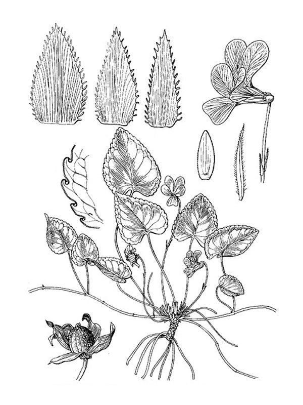 Viola jaubertiana