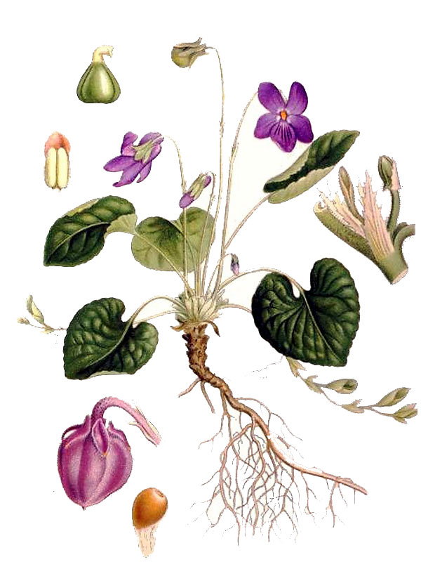 Viola odorata