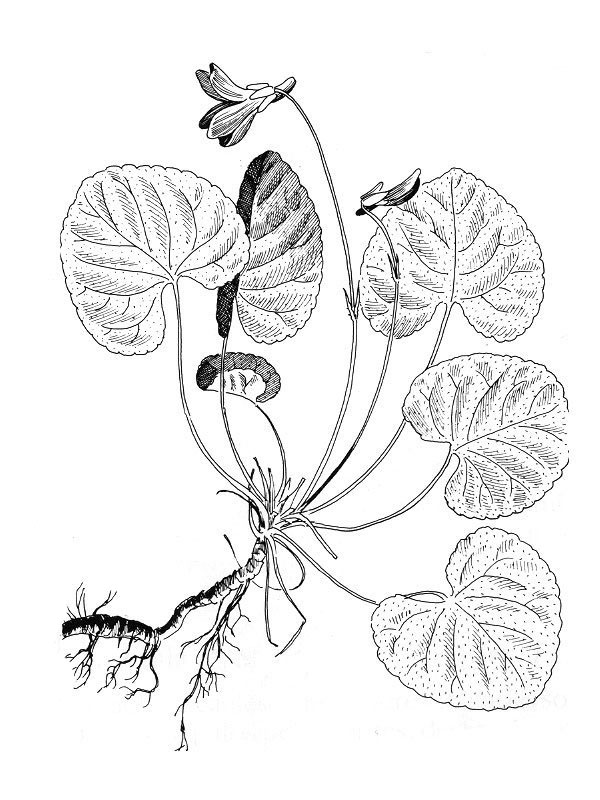 Viola odorata