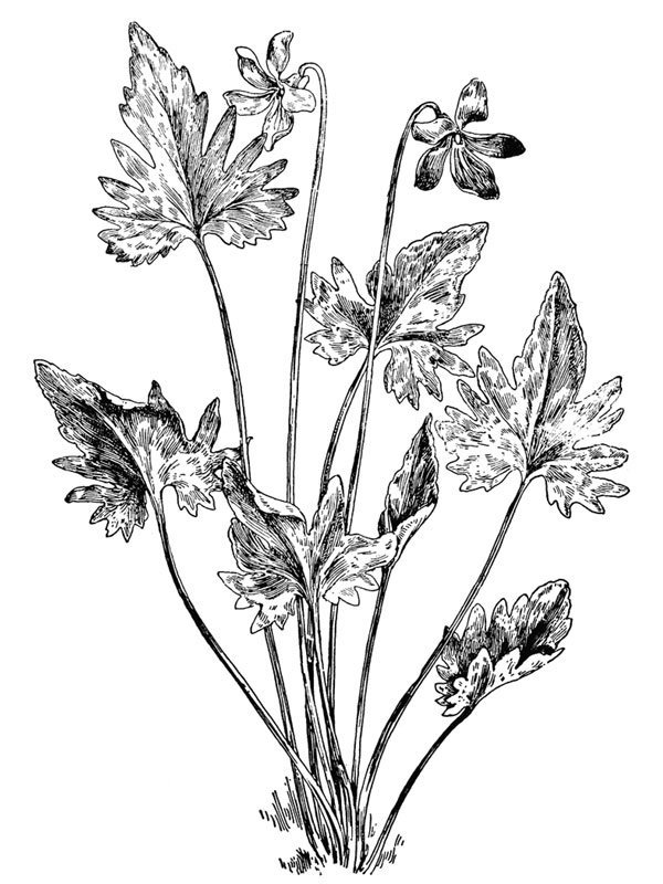 Viola palmata