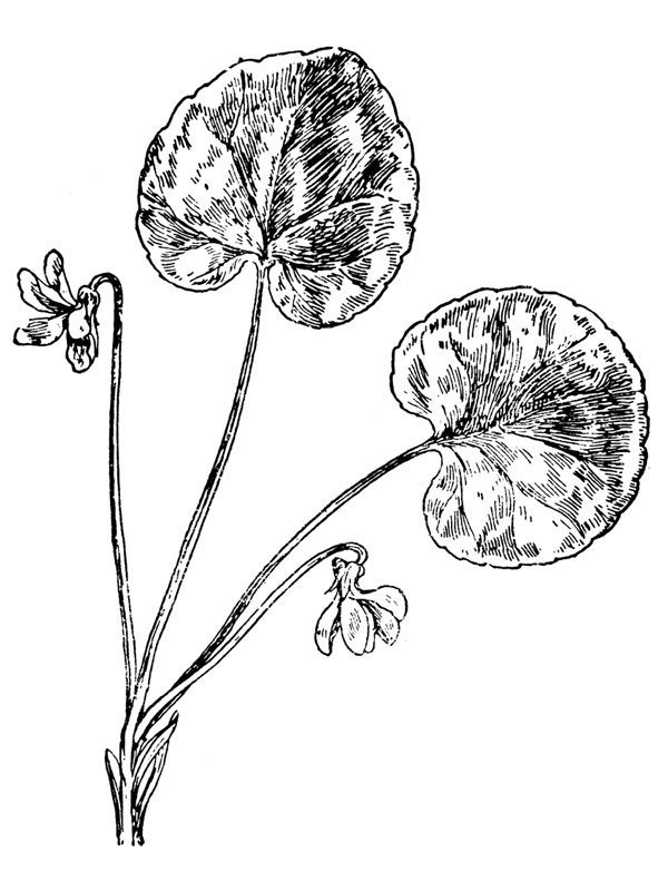 Viola palustris