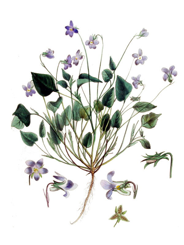 Viola riviniana