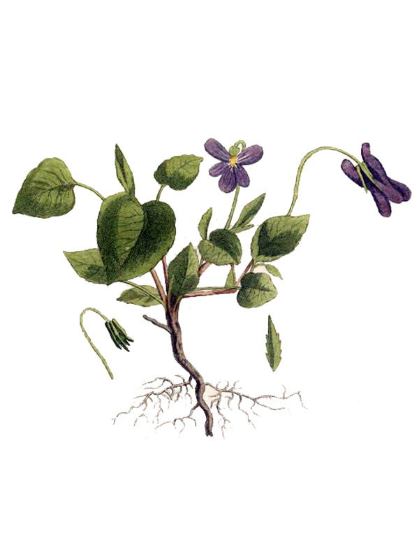 Viola sylvestris