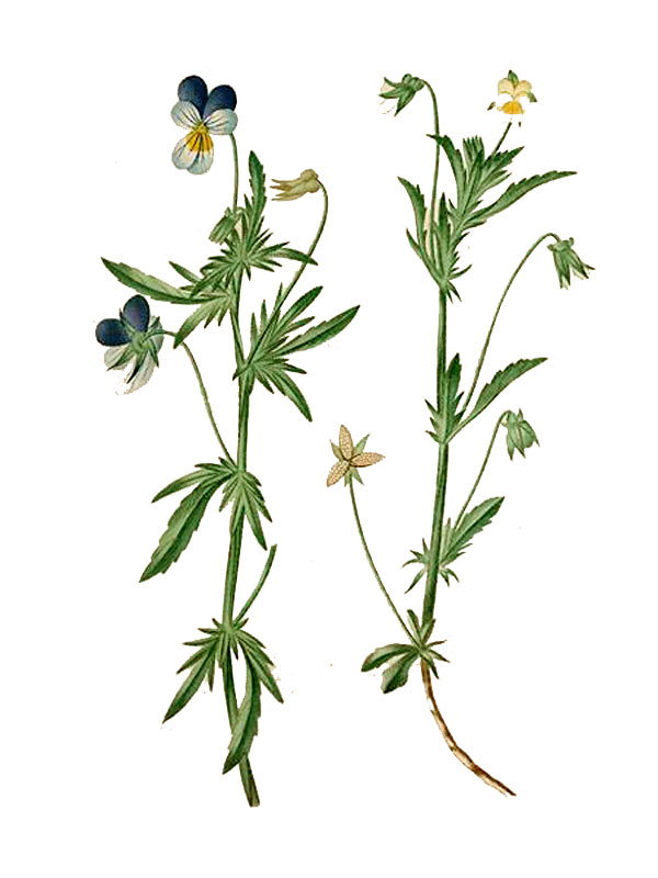 Viola tricolor