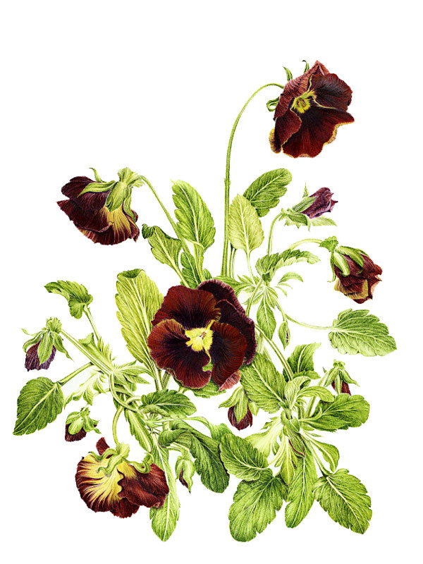 Viola tricolor