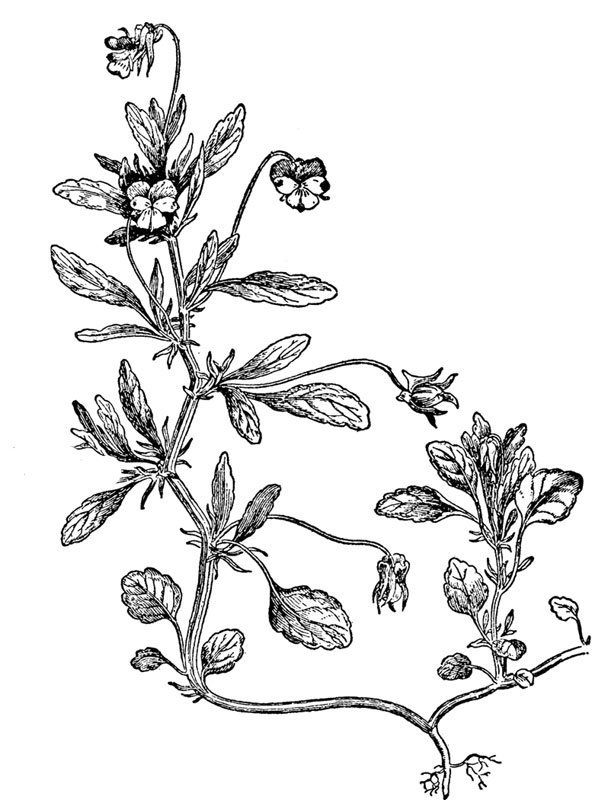 Viola tricolor