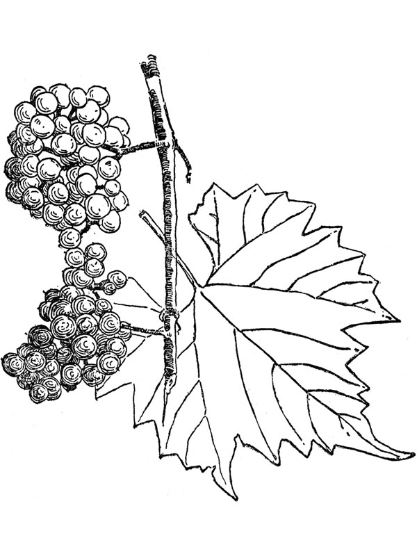 Vitis vinifera