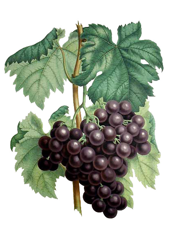 Vitis vinifera