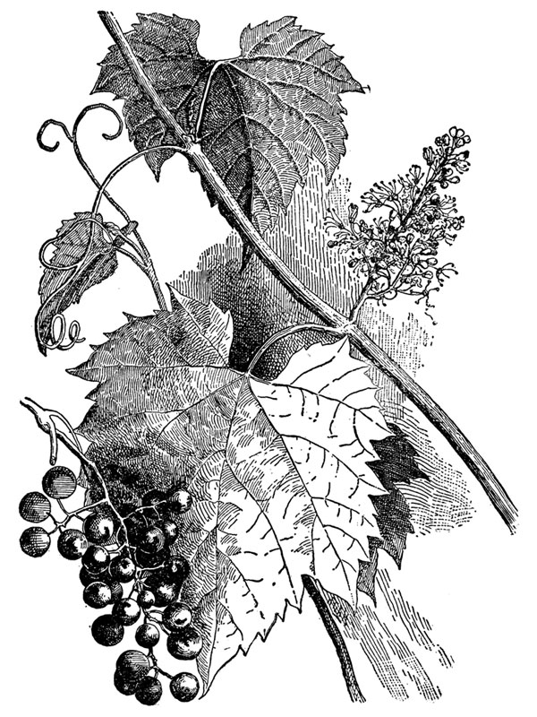 Vitis vulpina