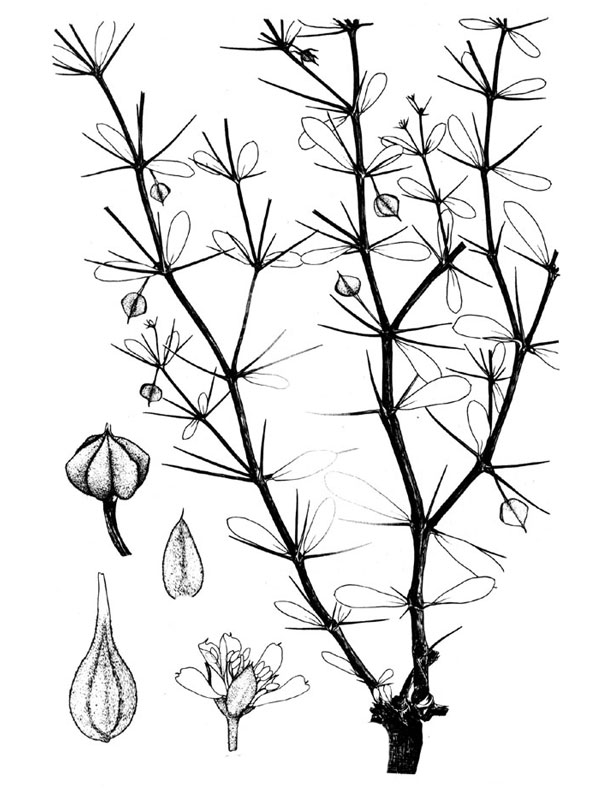 Fagonia ovalifolia