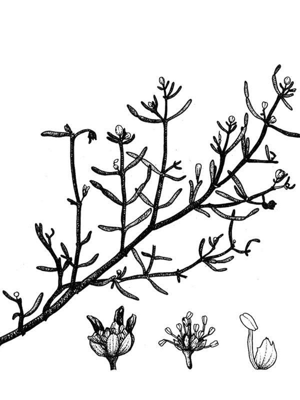 Zygophyllum propinquum